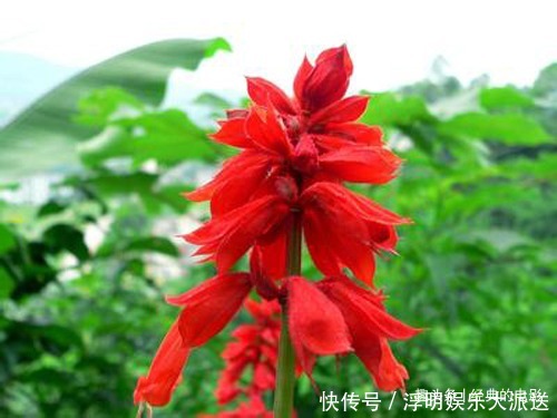 此花色泽鲜艳亮目,火一般的颜色十分喜庆,代表着恋爱的心