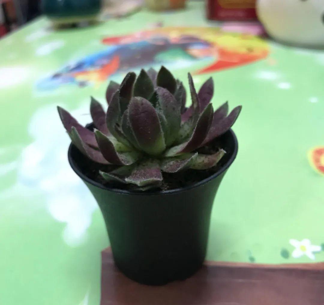 养多肉不会选盆?3个方法,教你一次选对花盆