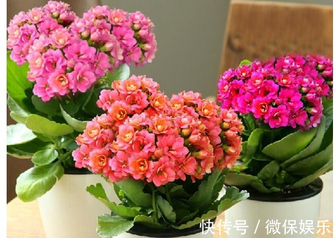 长寿花不会养没关系,记住以下几个数字,让你轻松养爆盆