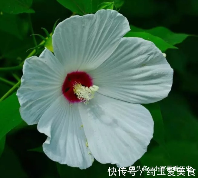 此花一天有三变化,相当的具有特殊,具有早熟的寓意