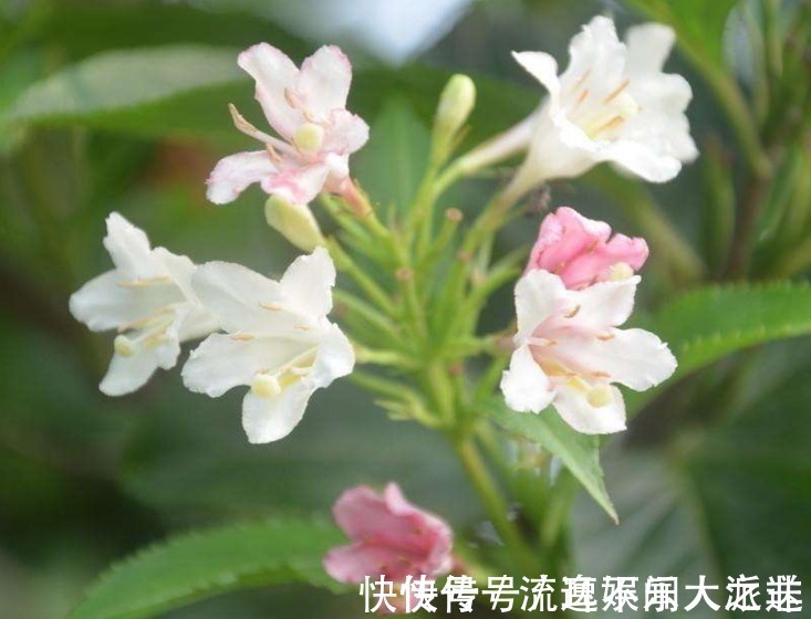 此花花色绚丽,花朵犹如一簇缀满彩霞的锦带,寓意着人生绚烂多姿