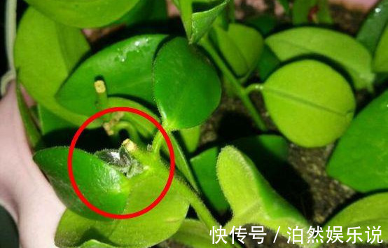 爆盆|养花技巧10种吊兰,好扦插,易爆盆,掐一根一插就是一大盆!