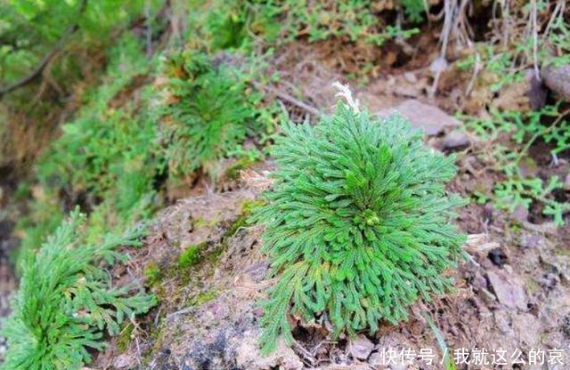  乡下一植物，长在山坡上，挖回家能当盆栽养！