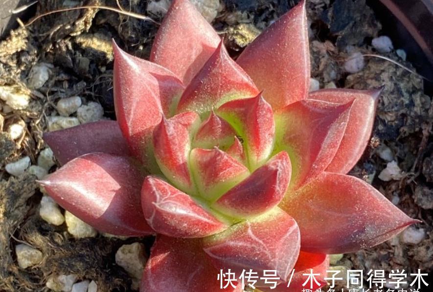 肉友|养多肉想要做到以“肉”养“肉”?以前还可以,现在基本上很难了