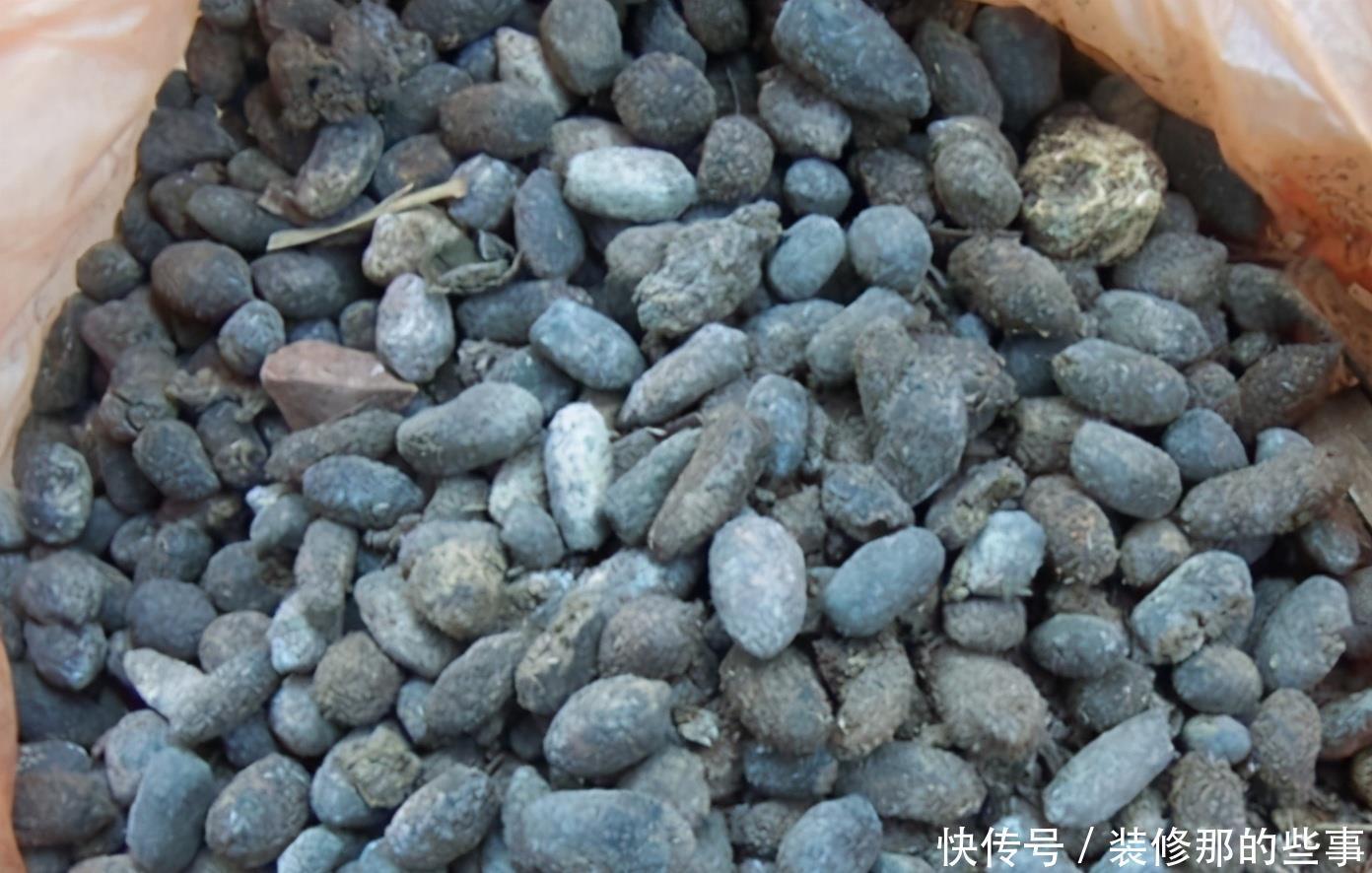 养花|羊粪当植料养花前,掌握住用量、发酵方法,养啥花都能旺