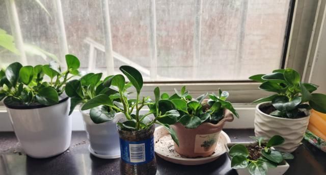 效果|家里有6种花,赶紧擦点啤酒,保管长得绿油油,效果比施肥还好