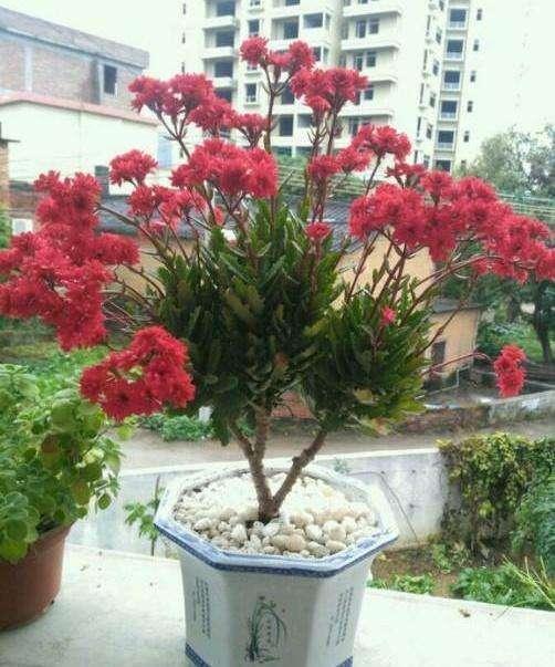 花盆|长寿花养5年,窜到一米八,三枝托九叉,开成花树,震撼全家