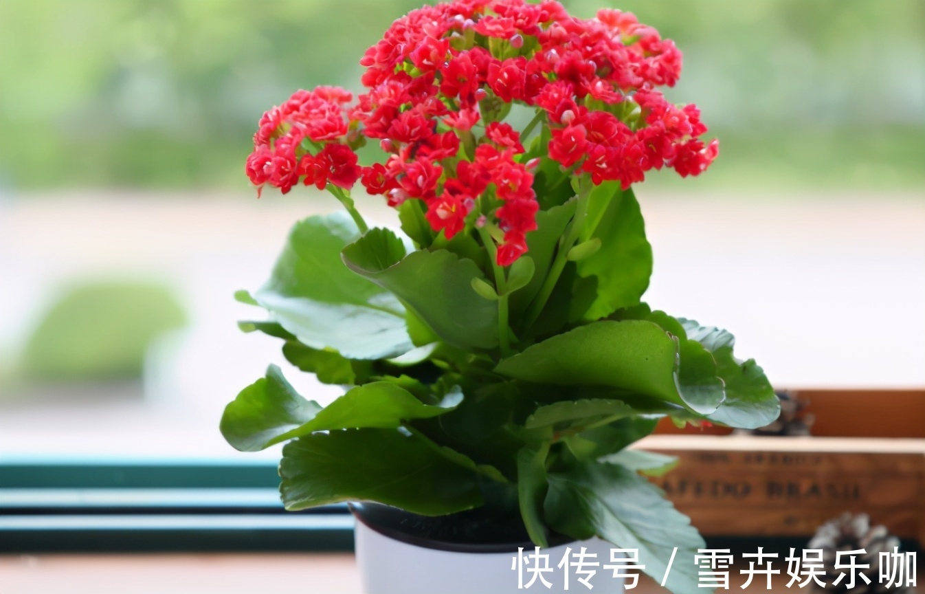 养花入门小知识:给盆栽浇水有哪些技巧或要求?