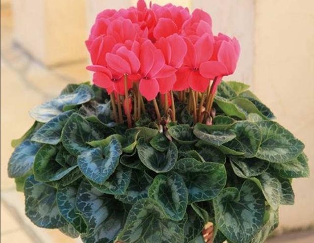 开花|仙客来有“软肋”,绕开3个坑,开花200天,美成花蝴蝶