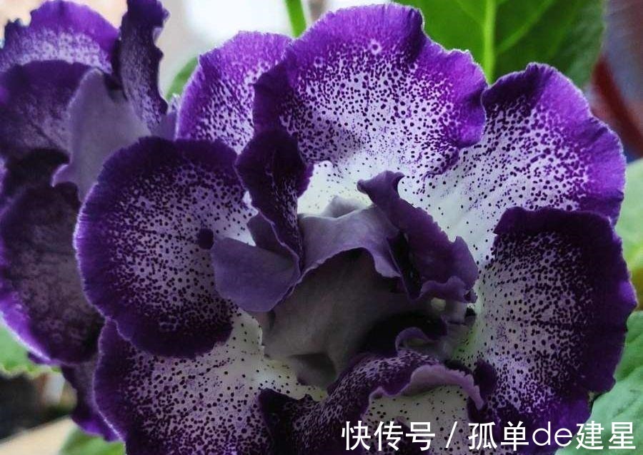 长势|这3种花别喷水,很容易烂叶,管住手长势好!