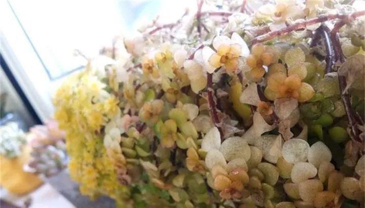 入冬后,这些花别折腾,越折腾越死