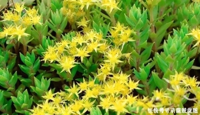 农村路边的小黄花,过去无人采摘,如今很多人种植,遇见记得栽培