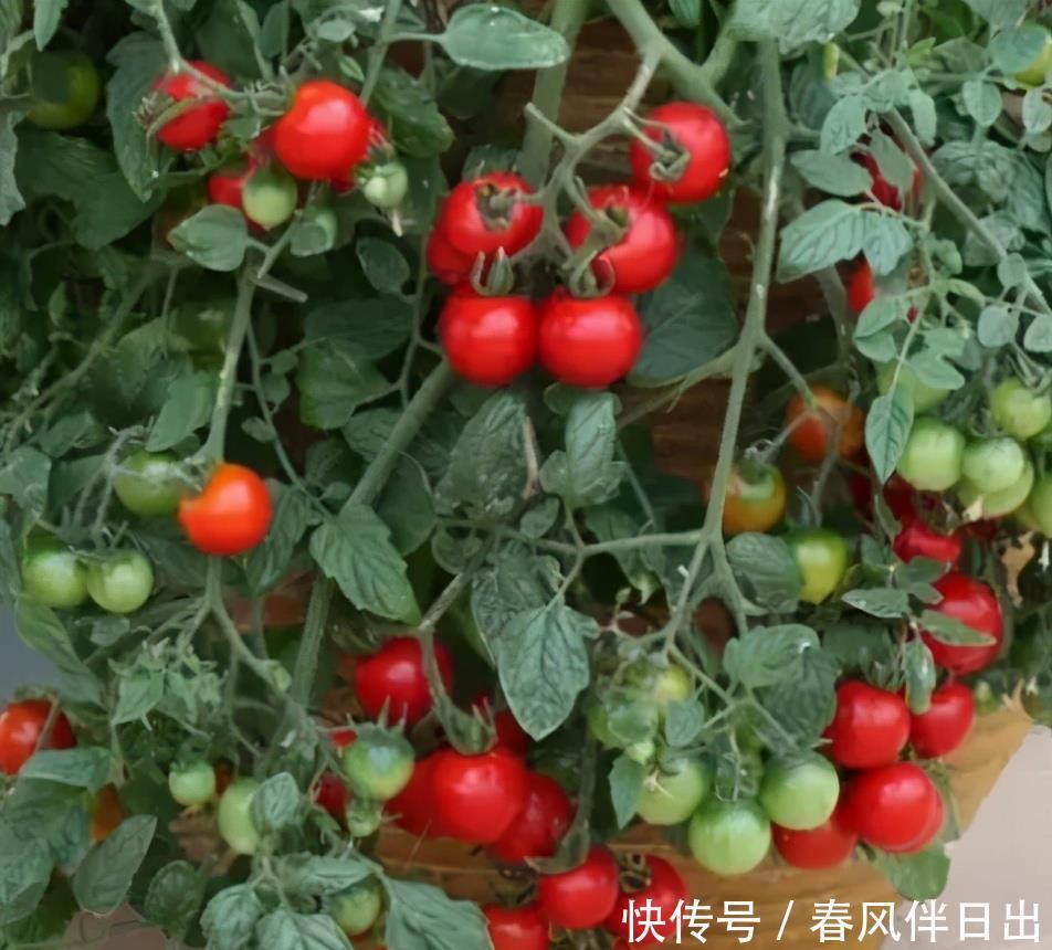 阳台盆栽番茄,记住一句“口诀”,就能结果五六层,果子大又红