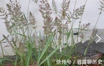 地肤|农村常见的野草，牛都不吃，是老中医用来治疗“关节痛”的良药