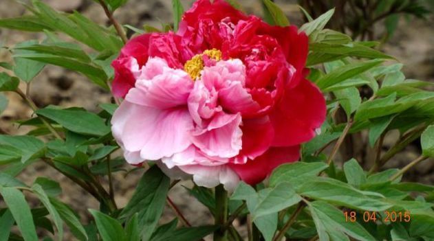 喜欢|喜欢菊花,不如养盆优良牡丹“二乔”,绝色双乔,真美!