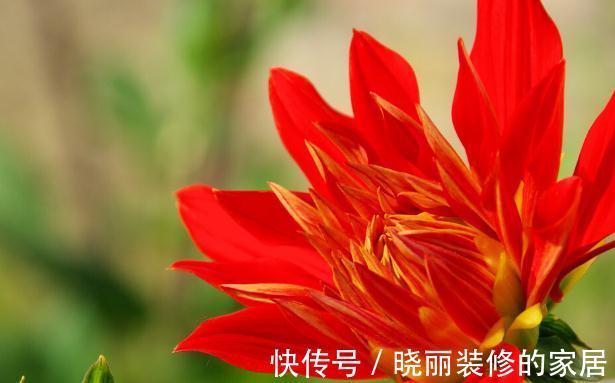 秋末8种花草会“假死”,别整盆扔掉,否则亏大了