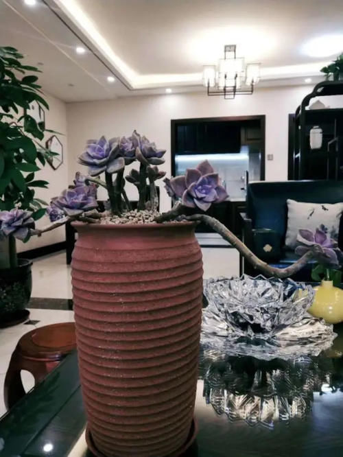 透气性|给多肉植物挑选花盆千万不要只看外表!材质大小选不对,容易黑腐烂根没状态