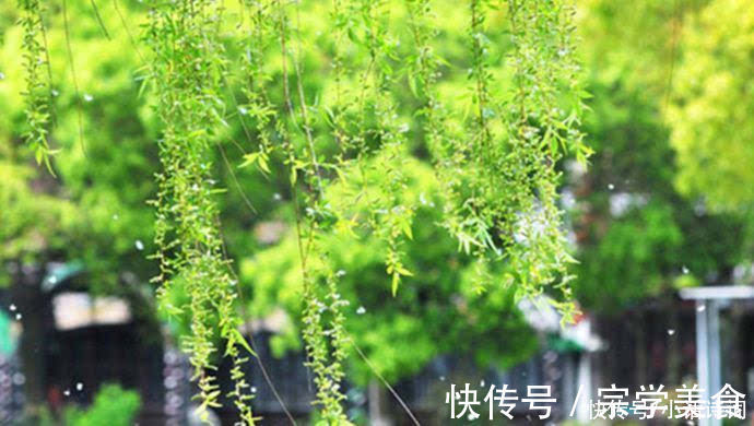 苏轼|苏轼很有特色的一首词,名句纷呈,“天涯何处无芳草”也出自此词