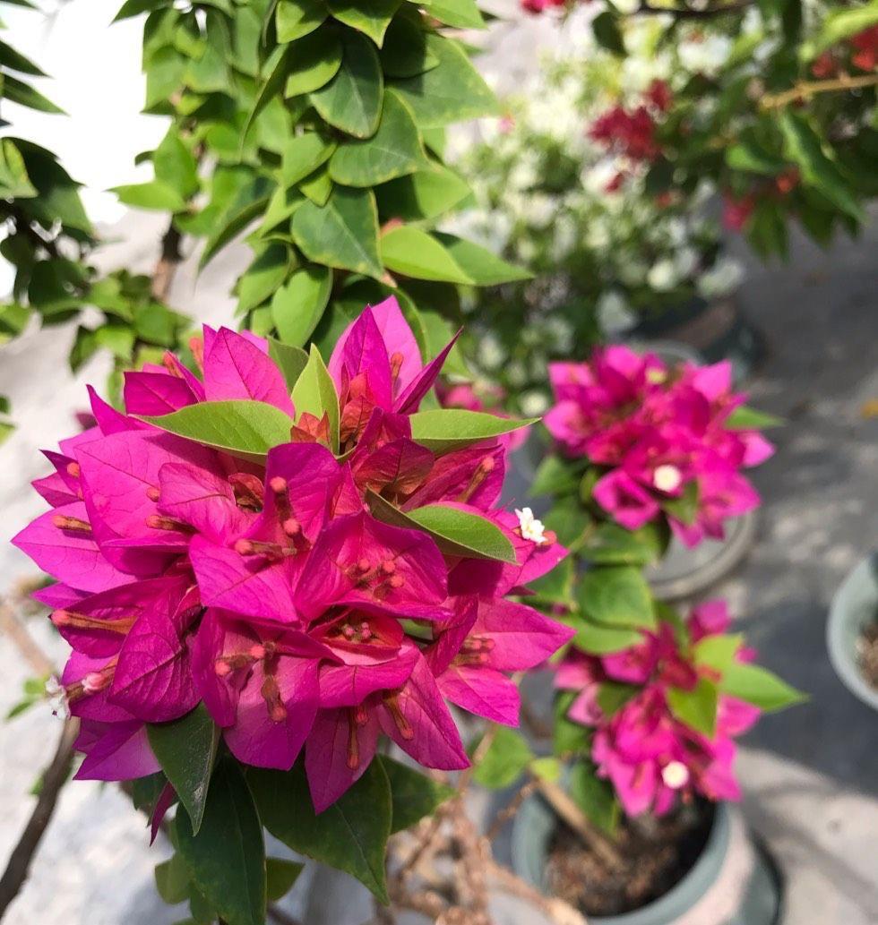 有机肥|让三角梅顺利开花,做好三步,花开大半年,比枝叶多