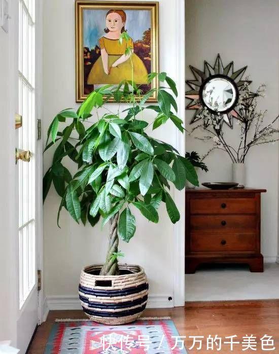客厅养花有讲究,此三种树旺家招财,多养几盆好