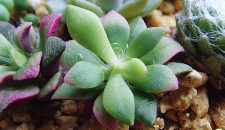 多肉春梦殿锦，怕雨淋怕浇浅水避免暴晒，护理得当就爆盆