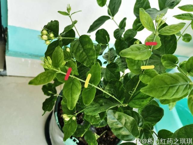 夏天养这花,每月要喂几滴食醋,叶子油绿、开花超多