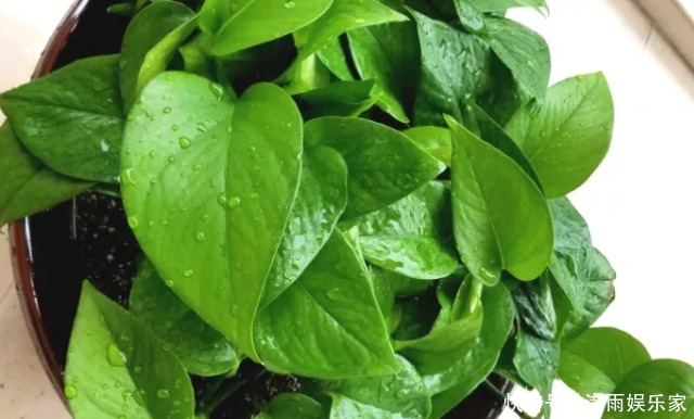 清水|还在用清水浇绿萝别傻了,绿萝是个“大酒鬼”,一小勺就爆盆!