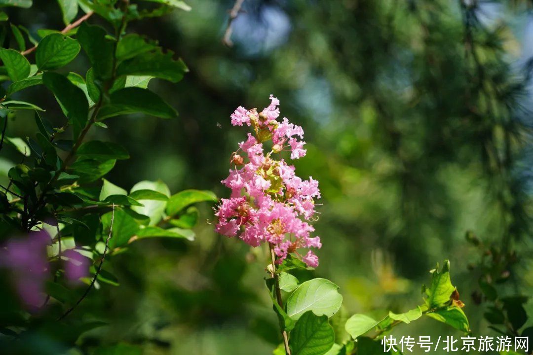 预约|翠隐鸣蝉，牵牛绕篱，来百望山采撷浅秋山光吧~