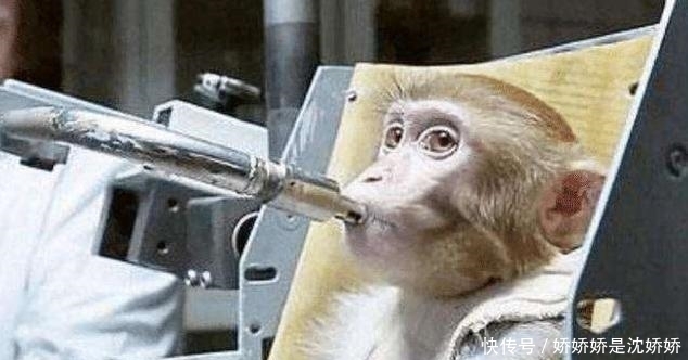 1961年,美国将一黑猩猩送上太空,回到地面后不久才发现不对劲