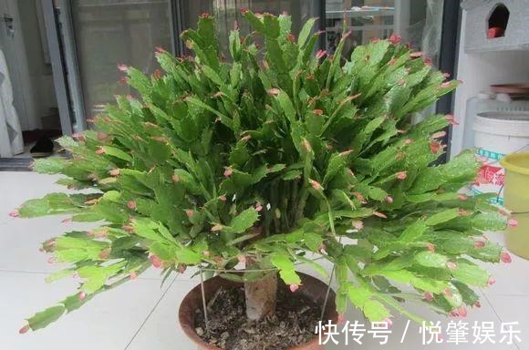 蟹爪兰|蟹爪兰叶子“软塌塌”教你做3步,嗖嗖冒新叶,入冬花朵爆盆