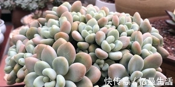 养多肉不用专门买肥料，3种废弃物简单处理，变成多肉最爱的养料