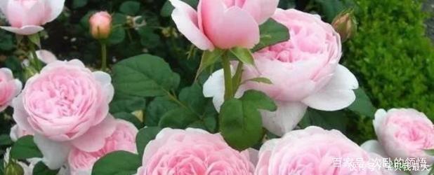 爆盆|容易开花到“爆盆”的月季,被称“拿生命开花”,花量大还好养