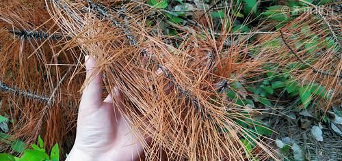 见到|松树身上一种稀罕物,老农常用它泡酒,晒干60元一斤,见到别错过