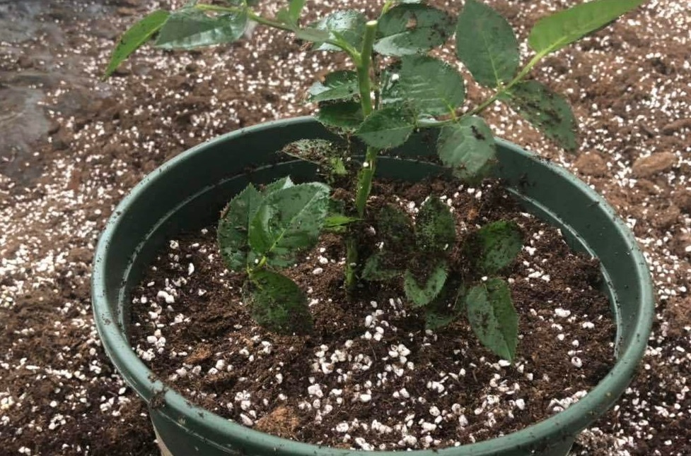 新手月季种植手册，修剪、病害防治等教程，种月季不再难