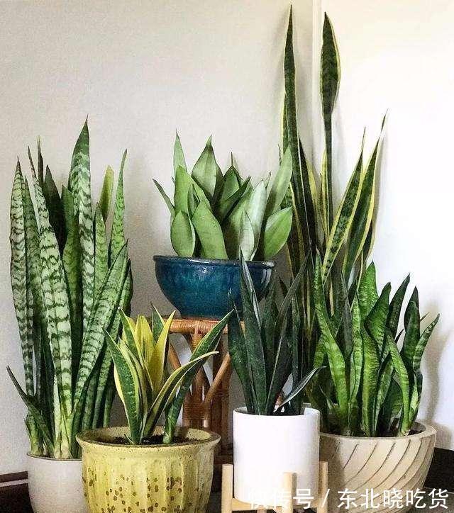 人养花,花亦养人,能促进“睡眠”的9种花,卧室再小也要养