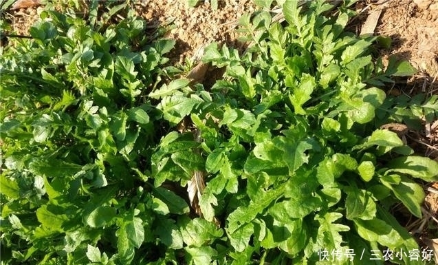 农村荠菜正鲜美,可荠菜长啥样知道吗?