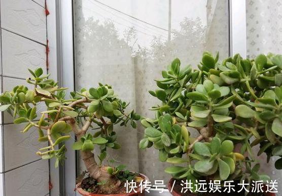 养花|夏季养花,首选这些不怕晒,不怕旱的花卉,养着省心、看着养眼