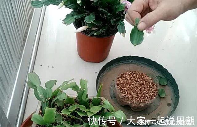 扦插|扦插蟹爪兰,掐准“时间点”,根系嗖嗖窜,养出“杠杠厚”好叶片