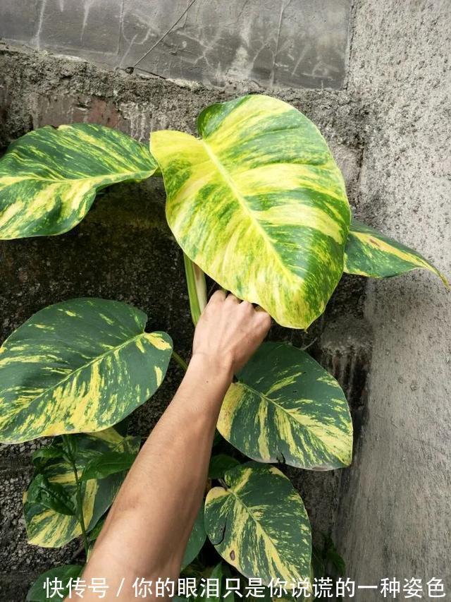 惹不起的花，叶子直径3米大，一片叶子盖住3个人