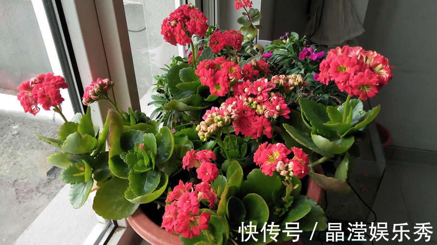 仙客来|2021“很火”的4种年宵花，各个优美不凡，好养、耐看、寓意好