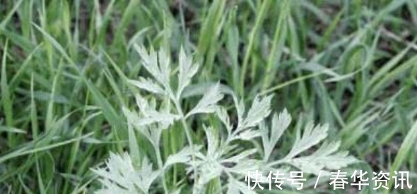 风湿关节痛|艾草抗癌是真的吗别再被骗了,艾草就3个养生作用