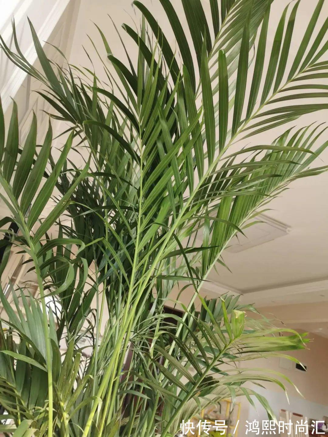 10种花越高越值钱,能长到2米,大高个霸气镇宅!