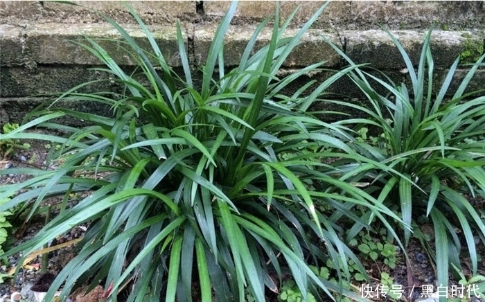 野花野草|农村这种野草,被誉为“长命草”,价值珍贵,可惜知道的人不多!