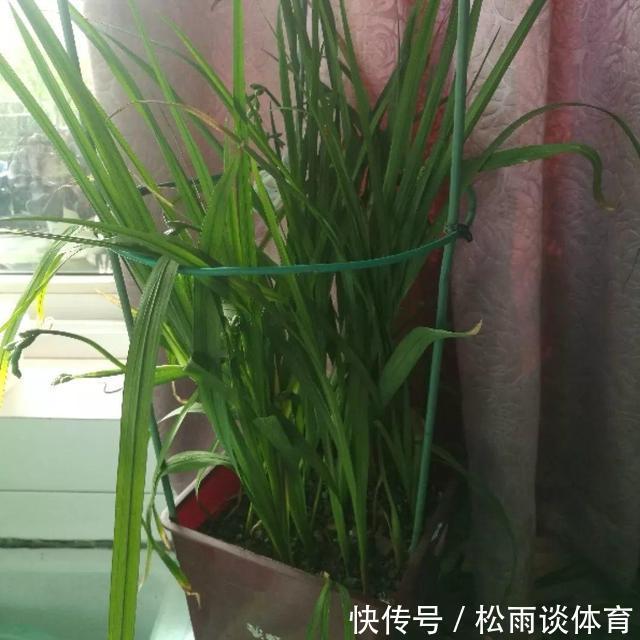 冬天养盆“香水花”,比大蒜还好养,十个颜色轮流开,满屋香水味