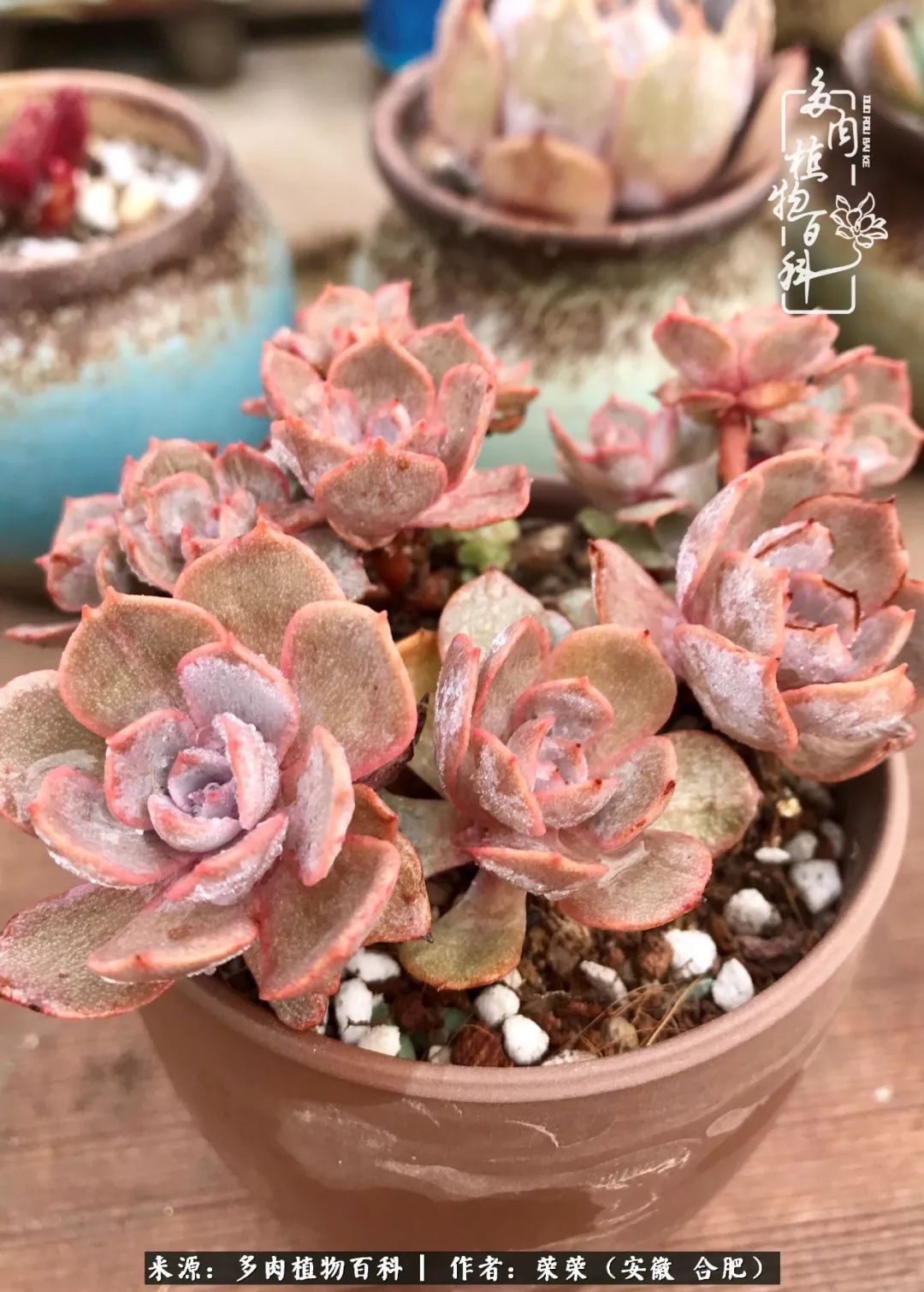 金秋时节,变化带来的惊喜不正是养肉的乐趣所在么!