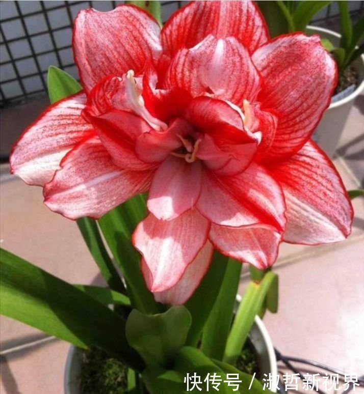 家里要养4种花,开花吉祥又喜庆,比牡丹还美,年年开花美翻