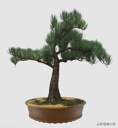 盆景枝条如何快速增粗？