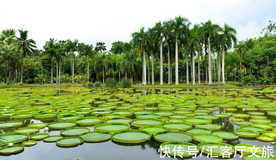 景迈山|原始雨林媲美缅甸，佛塔僧侣不输泰国，完美“复刻”东南亚风情