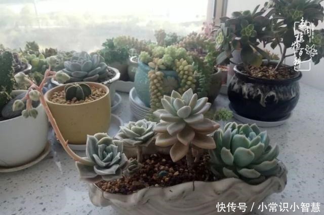 艳日辉|我是多肉飘窗党，我来晚了！我是多肉飘窗党，我来晚了！