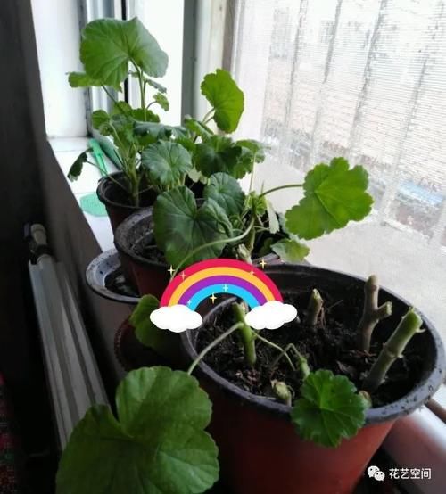 冬天天竺葵花盆里加点渣渣，开春长出一波嫩芽，花期提前！